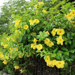 Set of 2 Mandevilla Plants Live, Yellow Mandevilla Flower Plants, 4 to 6 Inches Tall, Mandevilla Well Rooted, Live Mandevilla Plant Outdoors