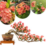 2 Euphorbia Milii Salmon Crown of Thorns Plant Live, Cold Hardy Succulent Houseplant 4-7" Tall with Constant Blooms