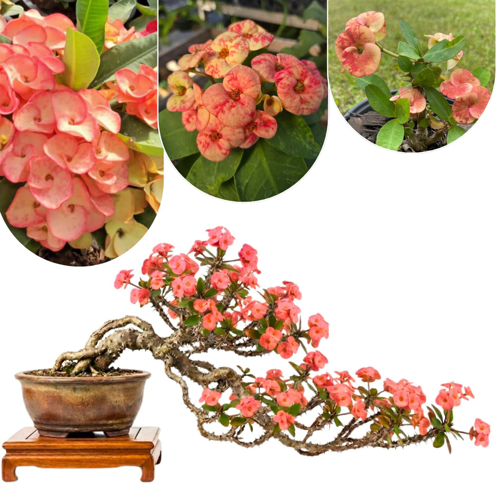 2 Euphorbia Milii Salmon Crown of Thorns Plant Live, Cold Hardy Succulent Houseplant 4-7" Tall with Constant Blooms
