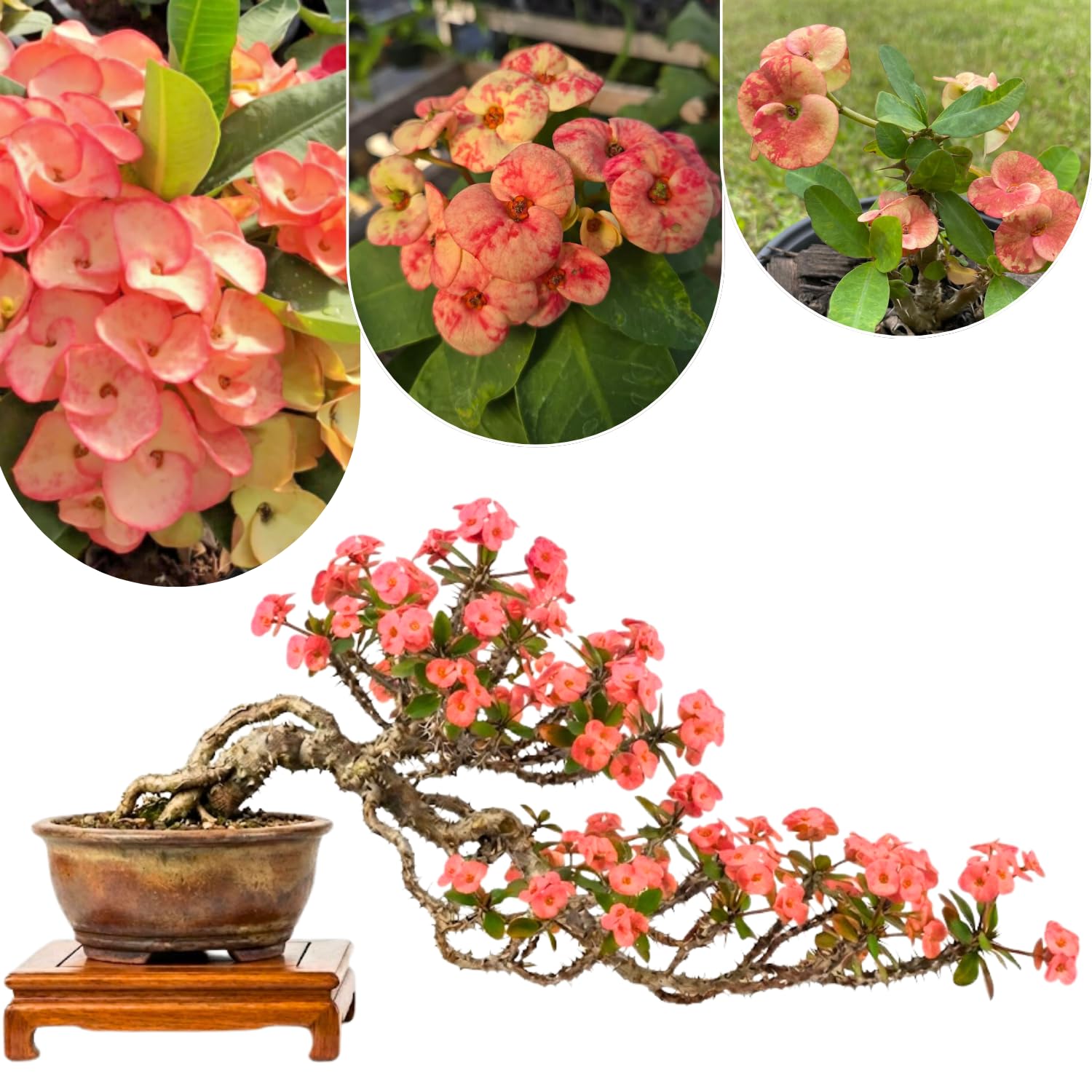 2 Euphorbia Milii Salmon Crown of Thorns Plant Live, Cold Hardy Succulent Houseplant 4-7" Tall with Constant Blooms