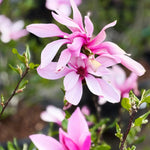 Magnolia Tree Live Plant 6-12 Inch Height, Fragrant Magnolia Plant Live to Grow, Magnolia Bush Flowers (Ann Magnolia)