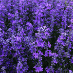 Set 2 Phenominal Lavender Plants Live, Lavender Flower Plant, 5 to 7 Inc Tall Gardening Indoor Outdoor