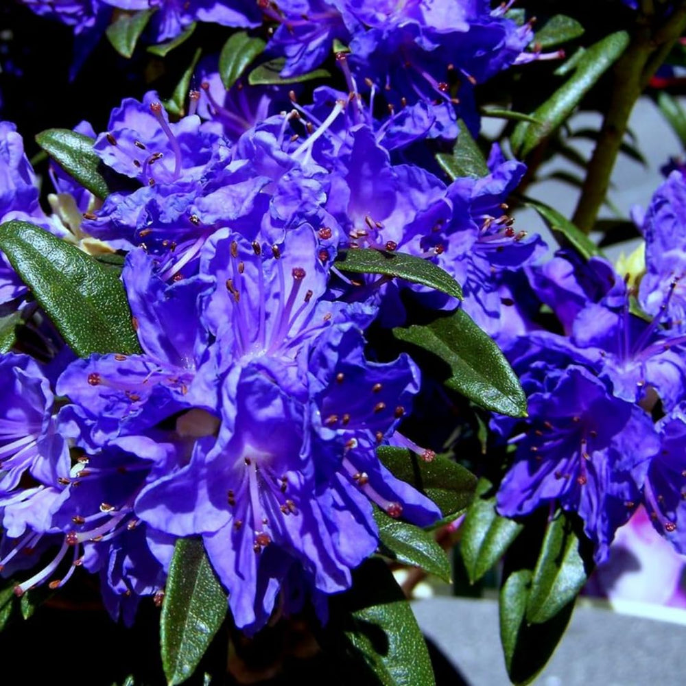 Purple Azalea Plants Live Tree for Outdoor Growing, 9 Months Old Starter Size, Azaleas Rhododendron Flower Vibrant Color Spring Planting