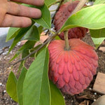Red Sugar Apple Tree Live Plant Potted 6-12 Inches, 8 Months Old Sugar Apple Tree for Planting Outdoor, Rare Tropical Trees