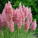 2 Pink Pampass Grass Plants Live for Spring Planting, Size 5-9" in Tall, Oranamental Grass for Outdoor Indoor