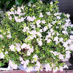 3 Bougainvillea Vine Plants, Bougainvillea Plants Live for Outdoor Landscaping and Containers, 4-7 Inch Tall Well-Rooted, No Pot (White Bougainvillea)
