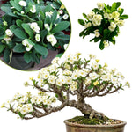 Crown of Thorns Plant Live, Euphorbia Milii Succulent Live Plant, 4-8 Inch Tall Flowering Houseplant with Year-Round Blooms, No Pot (White)