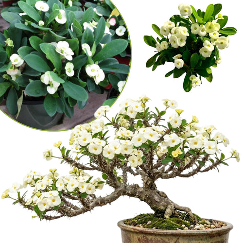 Crown of Thorns Plant Live, Euphorbia Milii Succulent Live Plant, 4-8 Inch Tall Flowering Houseplant with Year-Round Blooms, No Pot (White)