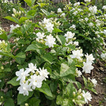 Maid of Orleans Jasmine Plant Live 4-7 Inches Tall, Fragrant Flowering Vine for Garden, Patio Containers and Indoor Growing