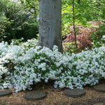 White Azalea Plants Live Tree for Outdoor Growing, 9 Months Old Starter Size, Azaleas Rhododendron Flower Vibrant Color Spring Planting