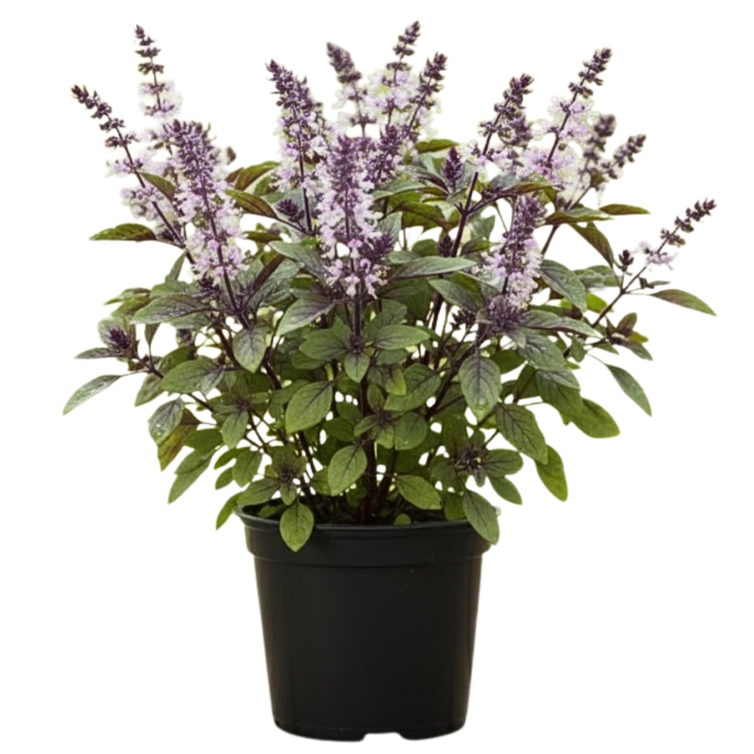 Basil Plant Live, Fragrant, Flavorful Herb for Indoor Outdoor Gardens, Well Rooted Plant 4-7 Inches (Blue Basil)