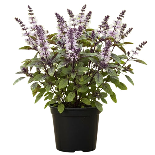 Basil Plant Live, Fragrant, Flavorful Herb for Indoor Outdoor Gardens, Well Rooted Plant 4-7 Inches (Blue Basil)