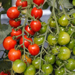 Cherry Tomato Live Plants, 2 Plant Per Pot, Tomato Plant 5-8" Tall