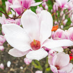 Magnolia Tree Live Plant 6 to 12 Inch Height, Fragrant Magnolia Plant Live to Grow, Magnolia Bush Flowers (Saucer Magnolia)