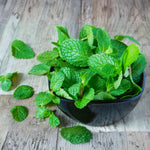 Set of 2 Peppermint Plants Live 4-6 Inches, Perennial Mint Plants, Fragrant Herbs for Growing Outdoor Indoor