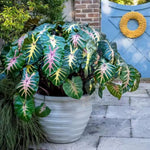 Pink Green Colocasia Elephant Ear Plants Live 4–7 Inches Tall, Taro Alocasia Tropical Foliage Plants for Outdoor Garden Home Decor