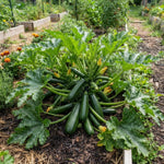 2PPP Green Zucchini Live Plants, 4-6" Tall in 4" Pot, Vegetable Plant
