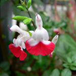 3 Sage Salvia Plants Live, Perennial Flowering Bushes, Bicolor Red White Blooms, 4-8 Inch Tall