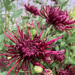 Chrysanthemum Plants Live 4 to 7 Inch Tall, Mums Live Plants, Vibrant Perennial Mum Plant for Planting in Garden (Dark Purple)