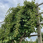Set of 3 Hardy Kiwi Vine Plants Live, 4-6 Inch Tall, Cold Hardy Kiwi Tree Starter Plants for Outdoor Growing