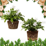 2 White Christmas Cactus Plants, Thanksgiving Cactus 3-6 Inch Tall, Winter Succulents Flowers Container Hanging Basket Indoor Outdoor Planting