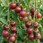 Set 2 Tomato Plants, Black Red Tomato Plants Live for Planting, 4-6 Inc Tall, Live Vegetable Plant for Indoor Outdoor Garden