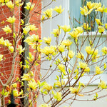 Magnolia Tree Live Plant 6-12 Inch Height, Fragrant Magnolia Plant Live to Grow, Magnolia Bush Flowers (Yellow Bird Magnolia)