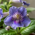 Blueberry Streptocarpus Lady Slipper Plants in 3.25 Inch Pot, Live Flowering Houseplant for Patio, Containers and Indoor Gardening