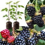 Pack 2 Thornless BlackBerry Plants Live to Grow 5 to 8 Inch Tall, Chester BlackBerry Bush Live Plant, Sweet Blackberries Fruit Tree Indoor Outdoor (Von BlackBerry)