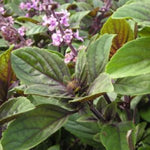 2 Blue African Basil Plants Live, Live Basil Plant, 4 to 6 Inc Long, Fragrant Herb, Fast Growing