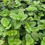 3 Mojito Mint Plants, Live Mint Plants, 3-5'' Tall, Herb for Outdoor and Indoor Planting