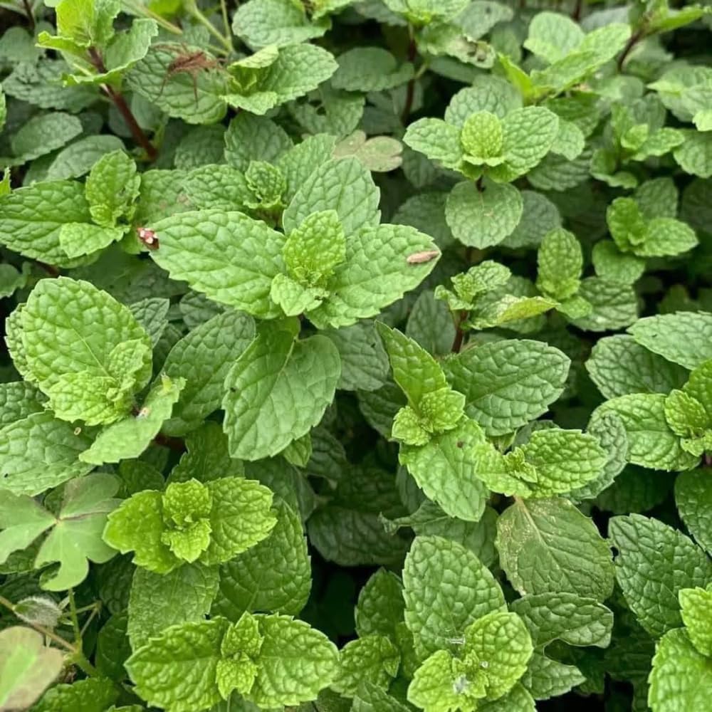 3 Mojito Mint Plants, Live Mint Plants, 3-5'' Tall, Herb for Outdoor and Indoor Planting