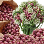 Set 10 Walking Onion Bulbs, Walking Onion Topset Bulb for Planting