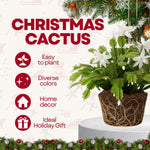 Christmas Cactus Plants Live, Flowering Thanksgiving Cactus with Vibrant Blooms, 4-7'' Tall, Easy-Care Indoor Houseplant (White Blooms)