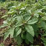 Set of 2 African Basil Live Plants 4-7 Inches, Fragrant Basil Herb Starter for Gardening, Fast Growing, Drought Tolerant