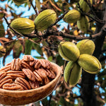 4 Hardy Pecan Tree Live Plant Bare Roots, 12 to 20 Inc Tall, Pecan Live Plant Bare Root Gardening