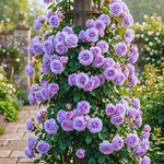 Roses Live Plant, Climbing Rose Plant Live from 5'' Tall, Bush Shrub Plants, Fragrant Flower Garden (Lavender)