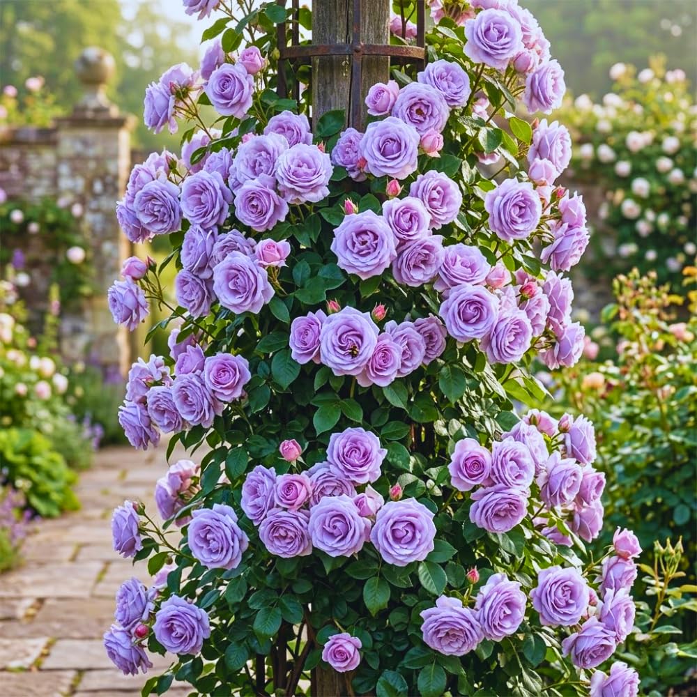 Roses Live Plant, Climbing Rose Plant Live from 5'' Tall, Bush Shrub Plants, Fragrant Flower Garden (Lavender)