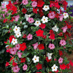2 Random Mandevilla Plants Live 4–7" Tall, Live Mandevilla Flowering Tropical Vines for Patio, Containers and Backyard Landscaping