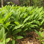 Set 2 Yellow Turmeric Plants Live, Curcuma Turmeric Roots Live Plant, 5 to 7 Inc Starter Plants