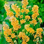 2 Vibrant Buddleia Butterfly Bush Plants Live, Butterfly Bushes Plant for Outdoor Garden, 5 to 9 Inch Tall Perennial Coloful Flowers Plant, No Pot (Yellow)