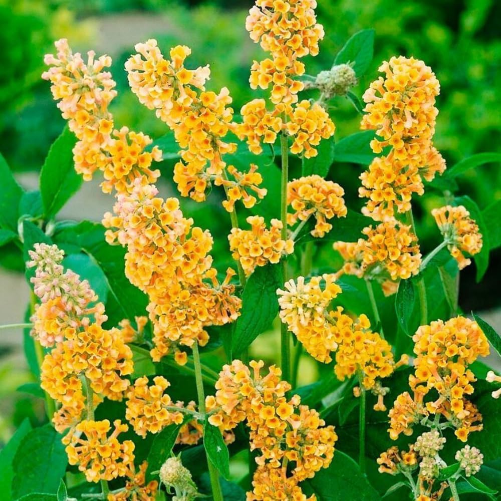 2 Vibrant Buddleia Butterfly Bush Plants Live, Butterfly Bushes Plant for Outdoor Garden, 5 to 9 Inch Tall Perennial Coloful Flowers Plant, No Pot (Yellow)