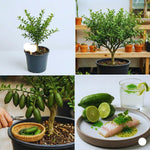 Green Finger Lime Tree Live Plant, Citrus Plant Live Garden, 1-2 Feet Tall, Fruit Gardening, Finger Lime Plant Pot 1 Gallon, No Ship to CA