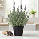 Pack 2 Lavender Live Plants 4-8 Inches, Hardy Fragrant Perennial Outdoor Herb Plant (Creek Lavender)