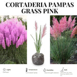 2 Pink Pampass Grass Plants Live for Spring Planting, Size 5-9" in Tall, Oranamental Grass for Outdoor Indoor
