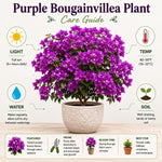 2 Purple Bougainvillea Live Plants, Tropical Flower Plant, 4-8 Inch Tall