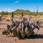 Live Purple Prickly Pear Cactus Plant, Prickly Pear Cactus Plants, 6-8 Inches Tall, Ready for Growing