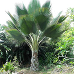 Palm Tree Plant, Live Tropical Palm Tree, Fully Rooted in 3 Gallon Pot, Ready for Outdoor Planting (Giant Palm)
