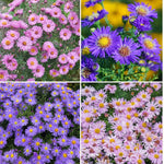 2 Mix Aster Plants Live for Planting, 3 to 6 Inch Assorted Asters Perennial Live Plants, No Pot
