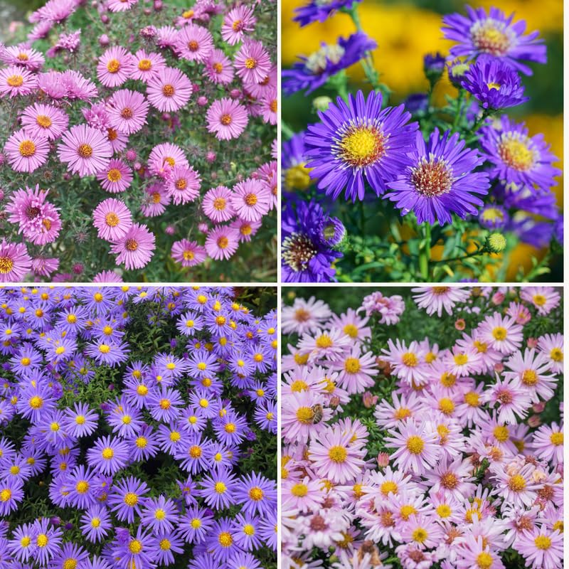 2 Mix Aster Plants Live for Planting, 3 to 6 Inch Assorted Asters Perennial Live Plants, No Pot
